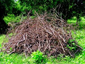 Green Waste Clearance