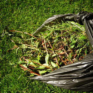 Remove green waste from your garden